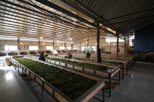 小李总普洱茶源头工厂 源头直供，品质卓越