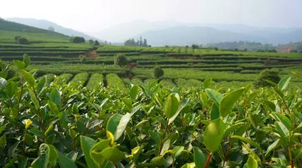 疫情之下我国茶叶产业发展方向的十大判断